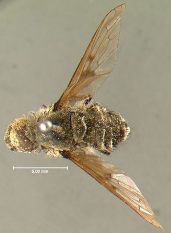 Media type: image;   Entomology 12678 Aspect: habitus dorsal view